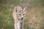 Eurasian Lynx cub