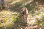 Eurasian Lynx cub