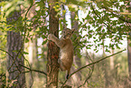 Eurasian Lynx cub