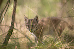 Eurasian Lynx cub