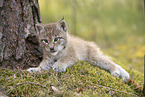 Eurasian Lynx cub