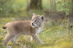 Eurasian Lynx cub
