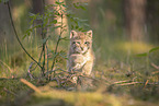 Eurasian Lynx cub