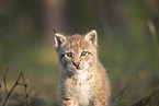 Eurasian Lynx cub