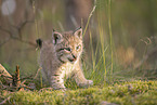 Eurasian Lynx cub