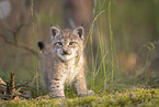 Eurasian Lynx cub