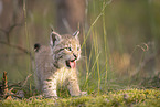 Eurasian Lynx cub