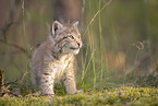 Eurasian Lynx cub