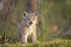 Eurasian Lynx cub