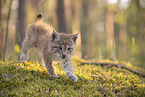 Eurasian Lynx cub