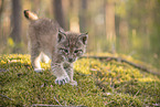 Eurasian Lynx cub