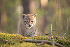 Eurasian Lynx cub