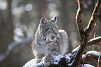 Eurasian Lynx