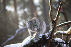 Eurasian Lynx