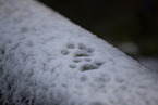 Eurasian Lynx