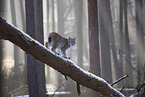 Eurasian Lynx