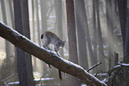 Eurasian Lynx