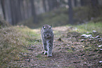 Eurasian Lynx