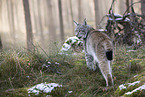 Eurasian Lynx