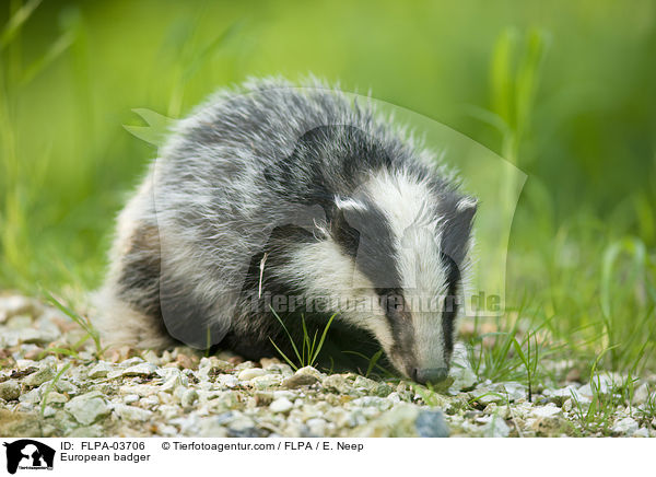 Europischer Dachs / European badger / FLPA-03706