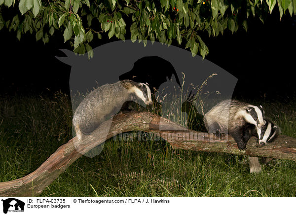 Europische Dachse / European badgers / FLPA-03735