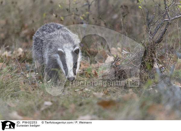 Europischer Dachs / Eurasian badger / PW-02253