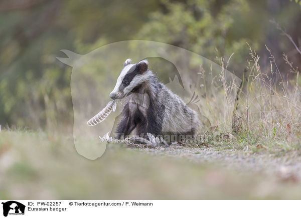 Europischer Dachs / Eurasian badger / PW-02257