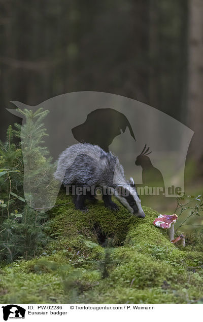 Europischer Dachs / Eurasian badger / PW-02286