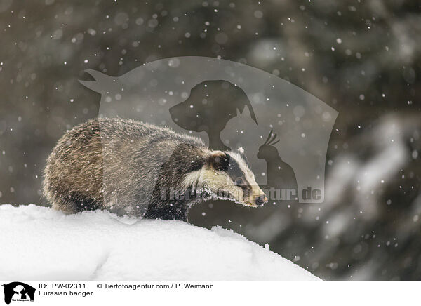 Europischer Dachs / Eurasian badger / PW-02311