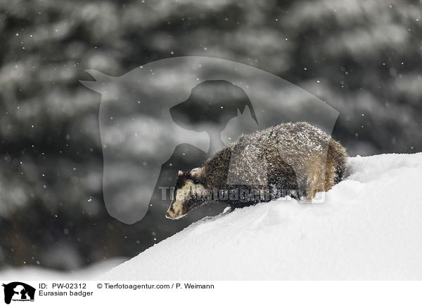 Europischer Dachs / Eurasian badger / PW-02312