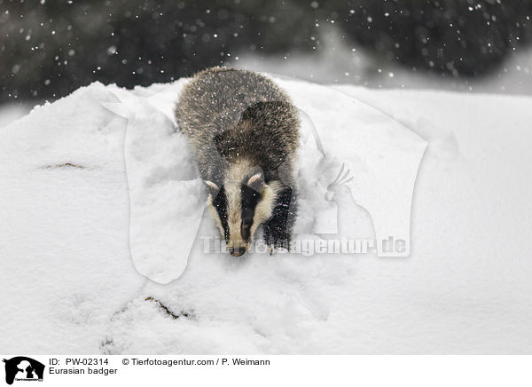 Europischer Dachs / Eurasian badger / PW-02314