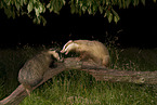 European badgers