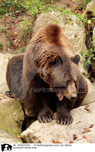 european brown bear / AVD-01091