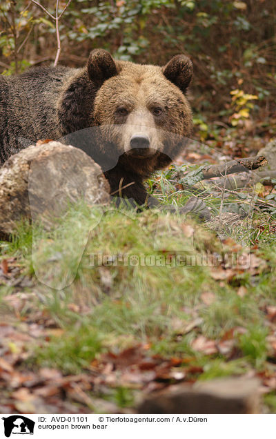 Europischer Braunbr / european brown bear / AVD-01101