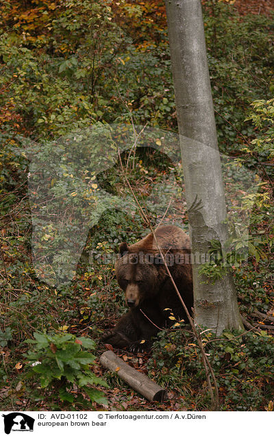 european brown bear / AVD-01102