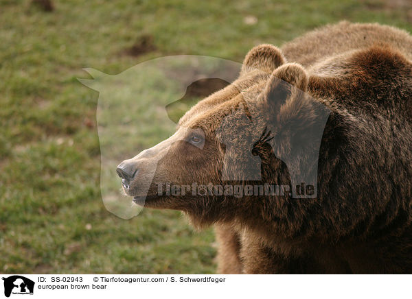 european brown bear / SS-02943