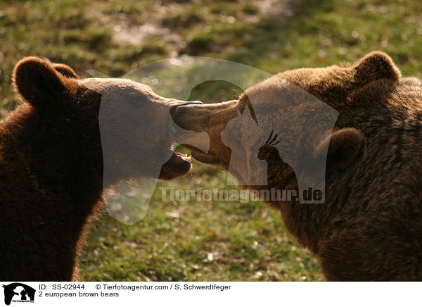 2 european brown bears / SS-02944