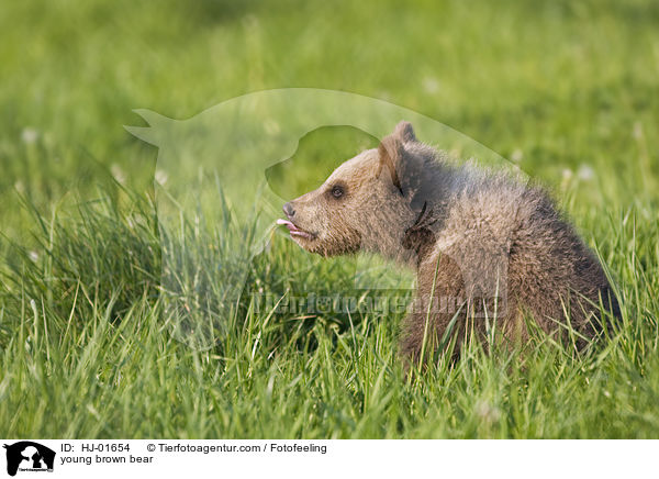 junger Europischer Braunbr / young brown bear / HJ-01654