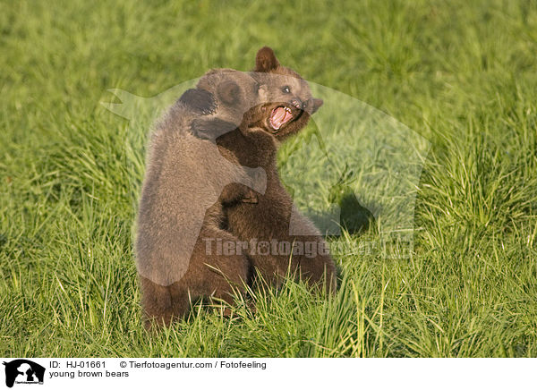 junge Europische Braunbren / young brown bears / HJ-01661