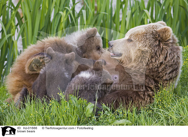 Europische Braunbren / brown bears / HJ-01666