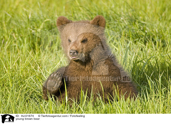 junger Europischer Braunbr / young brown bear / HJ-01674