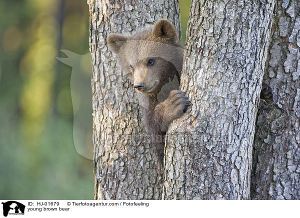 young brown bear / HJ-01679