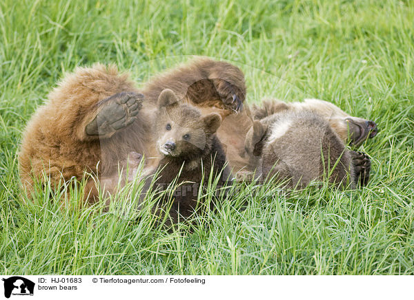 Europische Braunbren / brown bears / HJ-01683