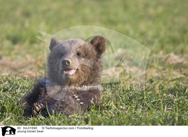 junger Europischer Braunbr / young brown bear / HJ-01690