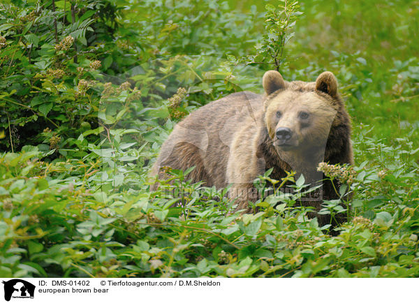 Europischer Braunbr / european brown bear / DMS-01402