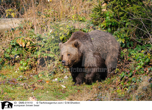 Europischer Braunbr / european brown bear / DMS-01410