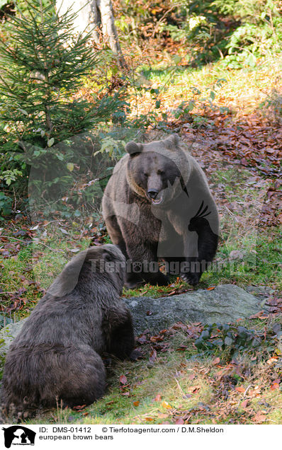 Europischer Braunbren / european brown bears / DMS-01412