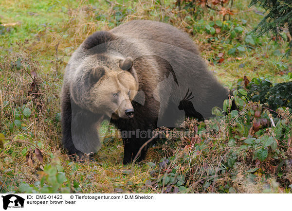 Europischer Braunbr / european brown bear / DMS-01423