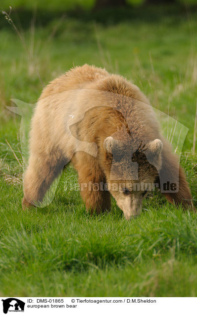 Europischer Braunbr / european brown bear / DMS-01865