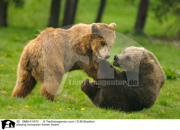 spielende Europische Braunbren / playing european brown bears / DMS-01870